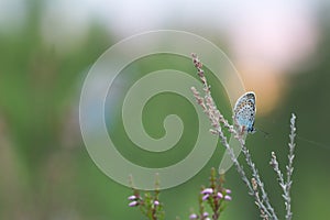 Gossamer-winged butterfly, Lycaenidae resting on plant