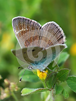 Gossamer-winged butterfly on meadow