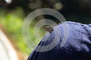 Gossamer-winged butterfly on shoulder of asian woman in the forest