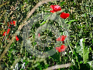 Gossip poppy in the meadow photo