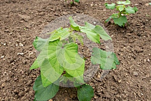 Gossypium hirsutum or upland cotton or Mexican cotton young plants at the plantation