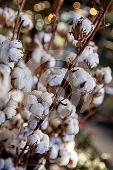 Gossypium hirsutum or upland cotton plant in a vase at the greek flowers shop.