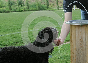 Portuguese Water Dog Catching Drops of Water photo