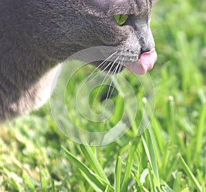 Got Cat Grass?