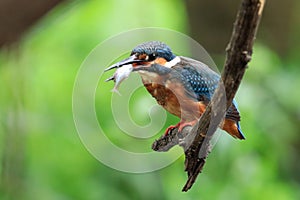 Got fish and resting on the branch, kingfisher is a good fisher.