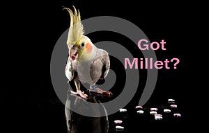 Got Millet?, bird memes, adorable cockatiel