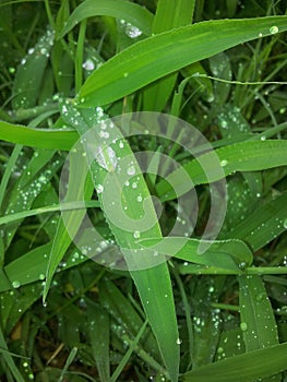 Gotas de lluvia photo
