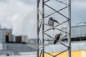 Gothenburg, Sweden - May 16 2021:  Western jackdaw sitting in a metal mast, waiting for feeding oportunities..