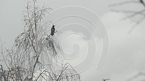Gothic black raven bird on bare leafless branch, dramatic dark crow on fall tree