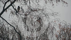 Gothic black raven bird on bare leafless branch, dramatic dark crow on fall tree