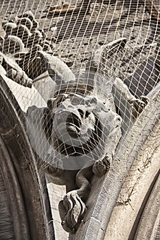 Gothic gargoyle on Town Hall in Marienplatz, Munich, Germany