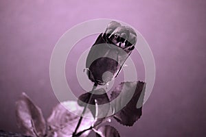 Black rose in black champagne glass. Gothic love.