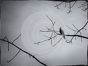 Gothic styled scene with single crow on a branch.
