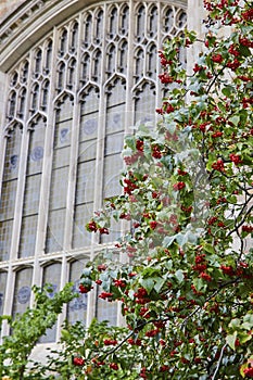 Gothic Window and Berry Tree at University of Michigan