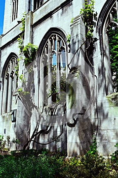 Gothic windows of the ruins of an old church / Abbey covered with ivy