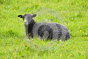 A Gotland Lamb