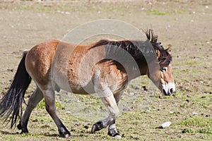 Gotland pony photo