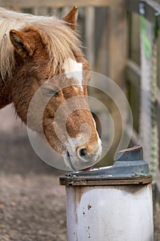 Gotland russ or Gotland pony Horse is an old Swedish pony breed.