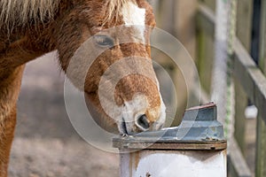 Gotland russ or Gotland pony Horse is an old Swedish pony breed.
