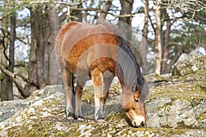 Gotland russ or Gotland pony Horse is an old Swedish pony breed.