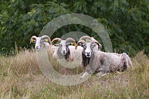 The Gotland sheep