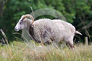 The Gotland sheep