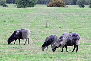 The Gotland sheep