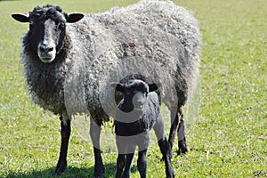 Gotland Sheep