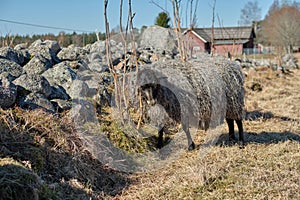 Gotland sheep in a meadow on a farm in Skaraborg Sweden