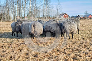 Gotland sheep in a meadow on a farm in Skaraborg Sweden