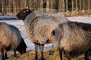 Gotland sheep in a meadow on a farm in Skaraborg Sweden