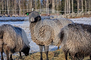 Gotland sheep in a meadow on a farm in Skaraborg Sweden