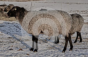 Gotland sheep in a meadow on a farm in Skaraborg Sweden