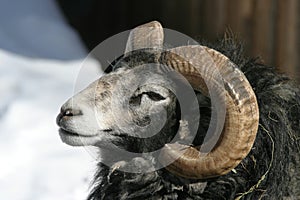 Gotland sheep, ram