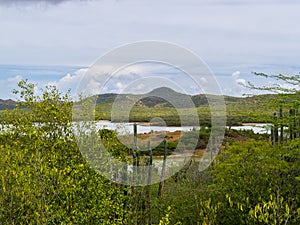 Goto Salt and Flamingo Lake on the island of Bonaire