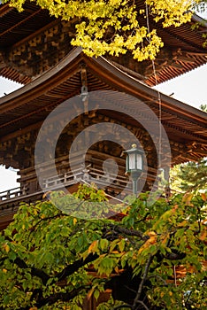 Gotokuji japanese temple, Setagaya, Tokyo. Autumn colours, maple leaves