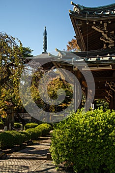 Gotokuji japanese temple, Setagaya, Tokyo. Autumn colours, maple leaves