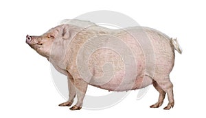 Gottingen minipig in front of a white background