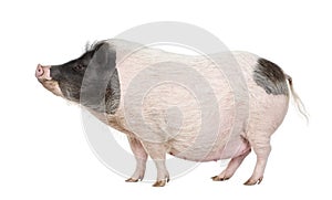 Gottingen minipig in front of a white background