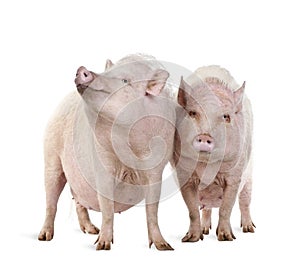 Gottingen minipigs in front of a white background