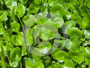 Gotu kola