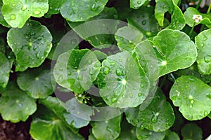 Gotu Kola, Asiatic Pennywort, Centella asiatica, green Leaves photo