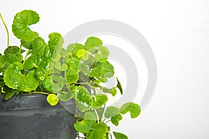 Gotu kola, Asiatic pennywort, Indian pennywort