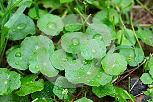 Gotu kola or Centella asiatica