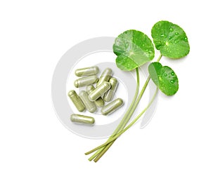 Gotu kola centella asiatica capsules with fresh leaves