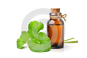 Gotu kola centella asiatica extract in amber bottle