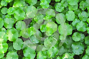 Gotu kola or Centella asiatica, Green nature Herb