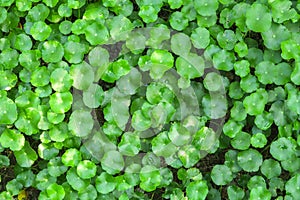 Gotu kola or Centella asiatica, Green nature Herb , Thailand