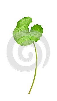 Gotu kola Centella asiatica leaf with water droplets photo