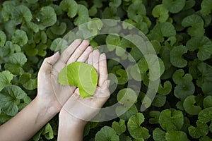 Gotu kola Centella asiatica leaves on hand